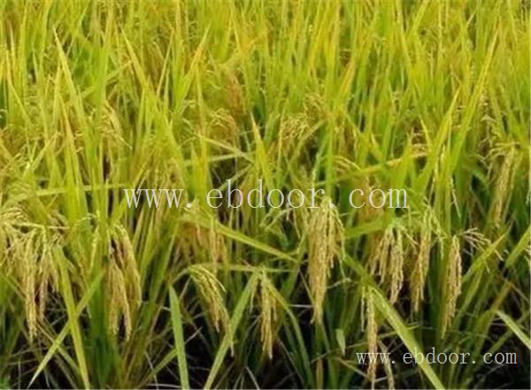 郑州高产水稻种子多少钱