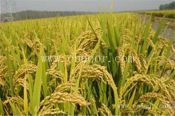 郑州杂交水稻种子多少钱
