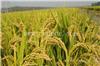 新乡高杆水稻种子价格