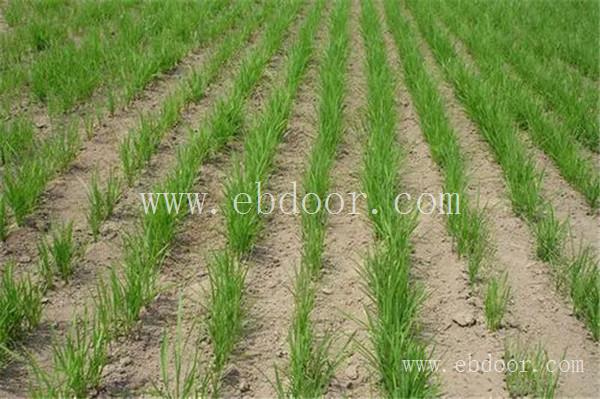 河南高产水稻种子厂家