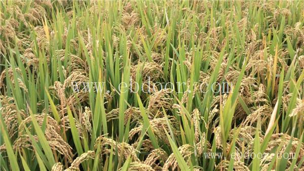 河南高杆水稻种子多少钱