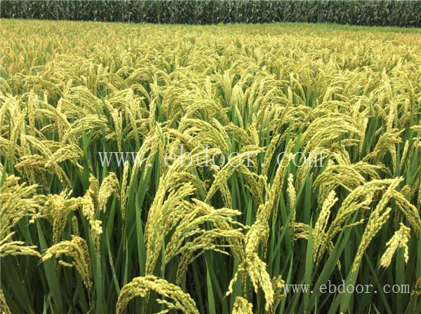 洛阳高产水稻种子厂家