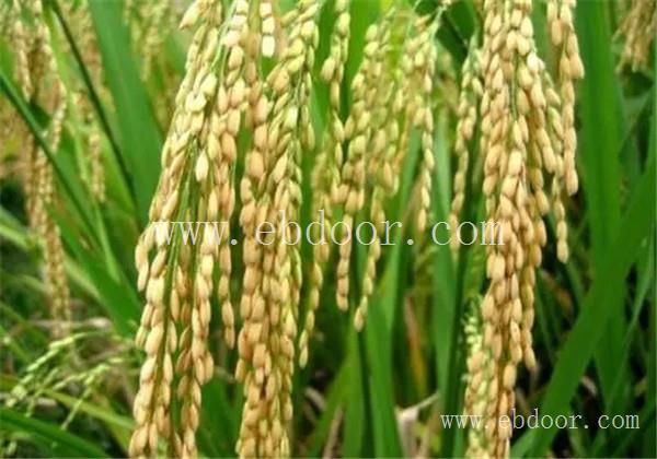 郑州常规水稻种子多少钱