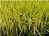 河南高产水稻种子多少钱