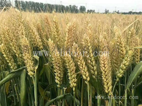 河南高产小麦种子厂家