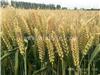 河南高产小麦种子厂家