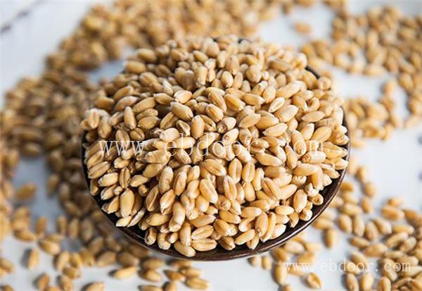 郑州优质小麦种子公司