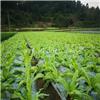 四川高效生物有机肥生产厂家