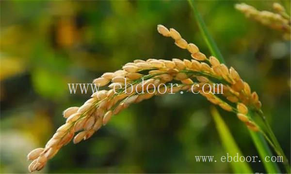 洛阳优质小麦种子批发