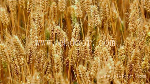 河南高筋小麦种子价格