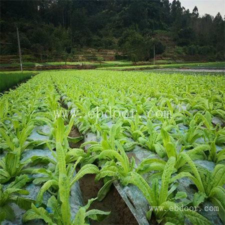 成都茶叶有机肥生产厂家