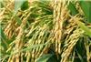 河南有机小麦种子多少钱一斤