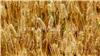 洛阳铁杆小麦种子多少钱一斤