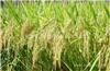 周口高筋小麦种子多少钱一斤