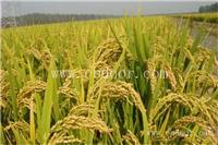 新乡高产小麦种子价格