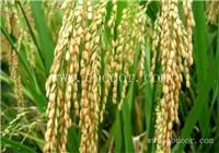 郑州高产小麦种子公司