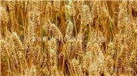 新乡优质小麦种子价格