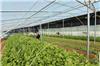 四川蔬菜大棚种植 成都玻璃温室 德阳大棚种植