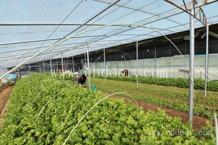 四川蔬菜大棚种植 成都玻璃温室 德阳大棚种植