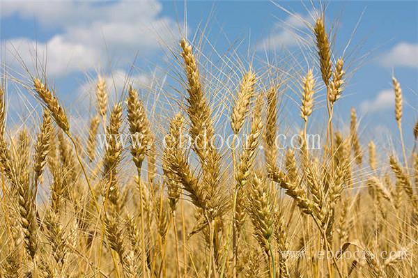 郑州优质小麦种子多少钱一斤