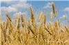 鄭州優質小麥種子多少錢一斤