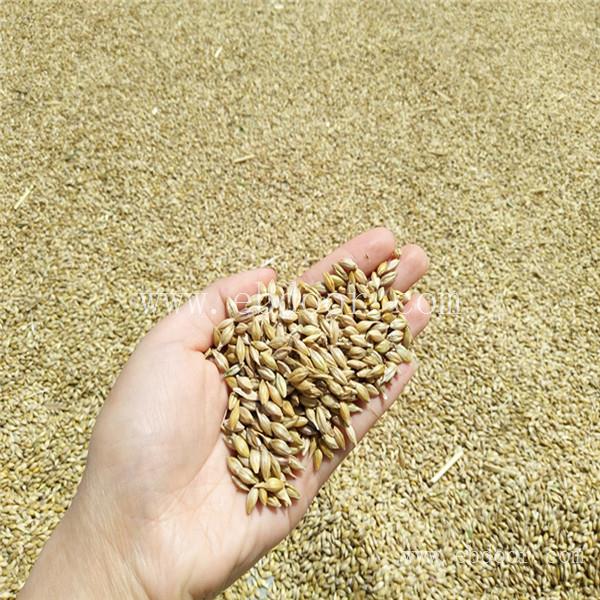郑州铁杆小麦种子多少钱一斤