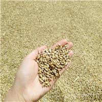 郑州铁杆小麦种子多少钱一斤