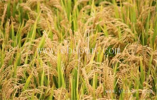 河南优质小麦种子批发