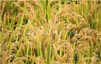 河南优质小麦种子批发