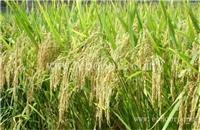 郑州优质小麦种子厂家