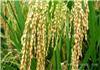 河南优质小麦种子厂家