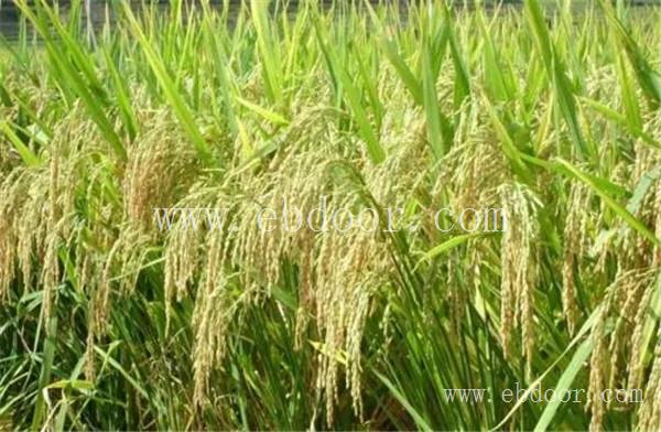 新乡高产小麦种子多少钱一斤