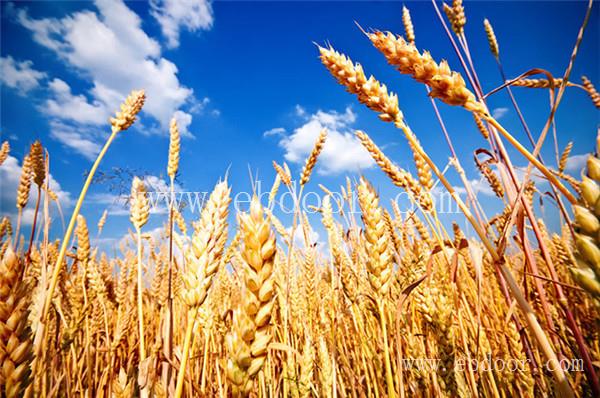 河南高产小麦种子批发