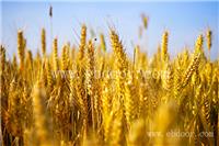 郑州优质小麦种子价格