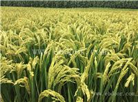 河南有机小麦种子厂家