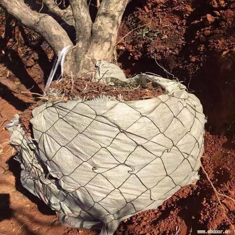 包树网苗木移植铁丝网篮树根网包树网包土球网树根移植网包土球网铁丝网篮包树根网