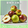 枝头鲜枣，脆嫩多汁，新鲜得像在果园