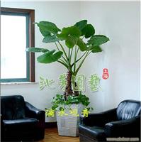 植物租赁 