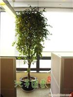 花叶榕 