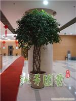 小叶垂榕 