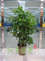 摇钱树 
