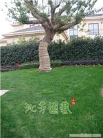 草树 