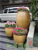 花草养护 