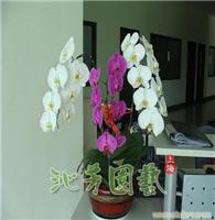 3支蝴蝶兰 