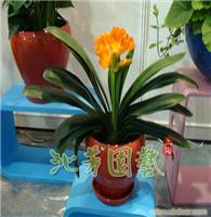 君子兰花 