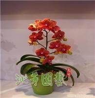迷你蝴蝶兰 