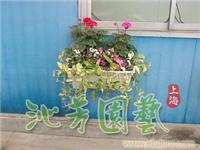 花草 