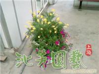 花草盆栽 