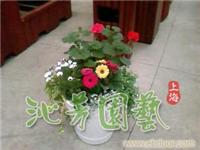 沁芳花草 