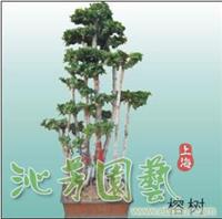 大榕树